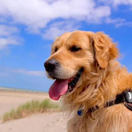 Vakantieverblijf Les Graminees Apartman *